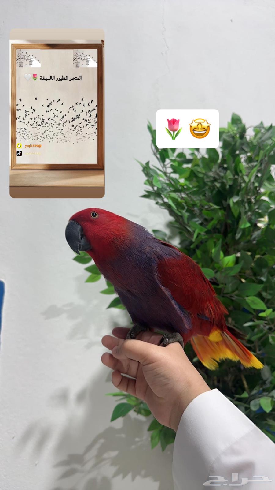 فندق طيور المتجر الطيور الاليفة64611380285442111