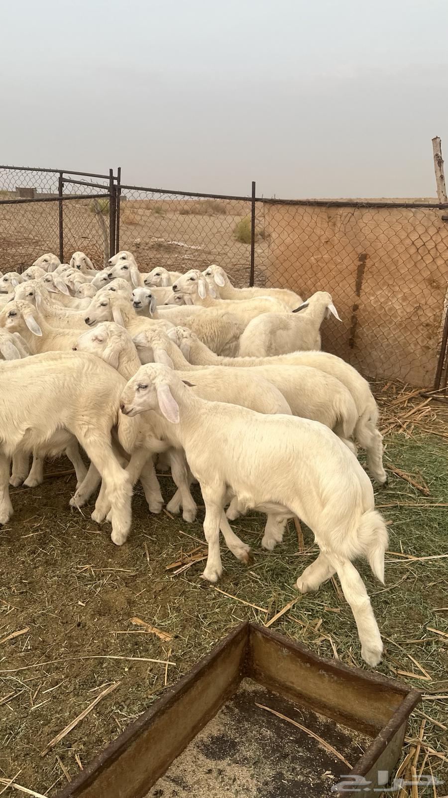 بهم تربية القنفذة64614360020483114