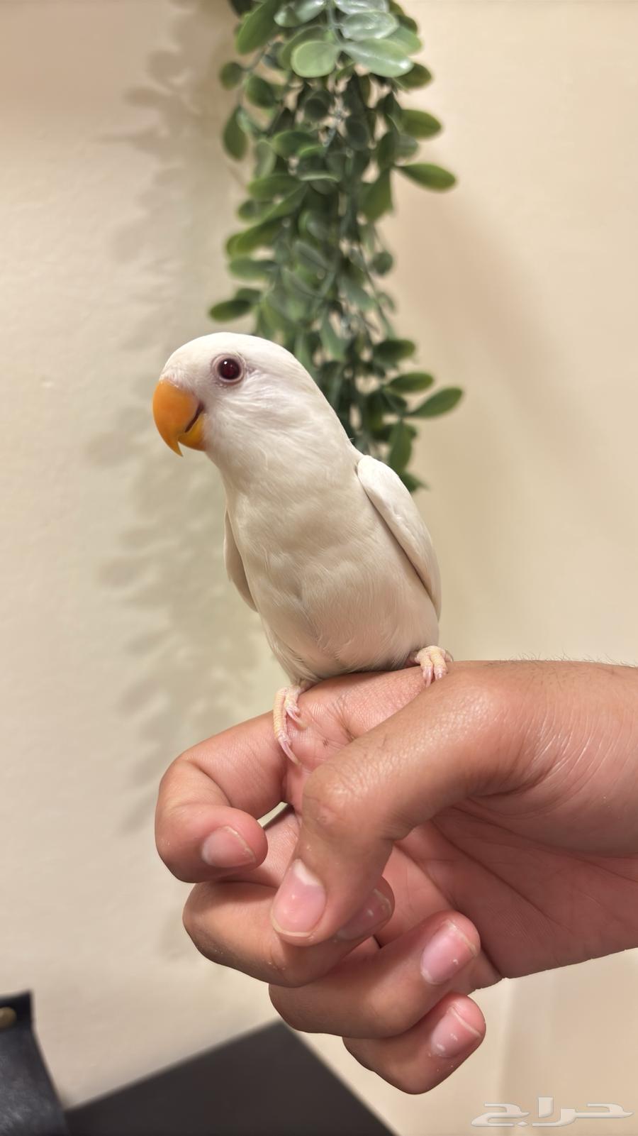 (Sold) Pino Hen, Tame (Weaned)64607756637571110