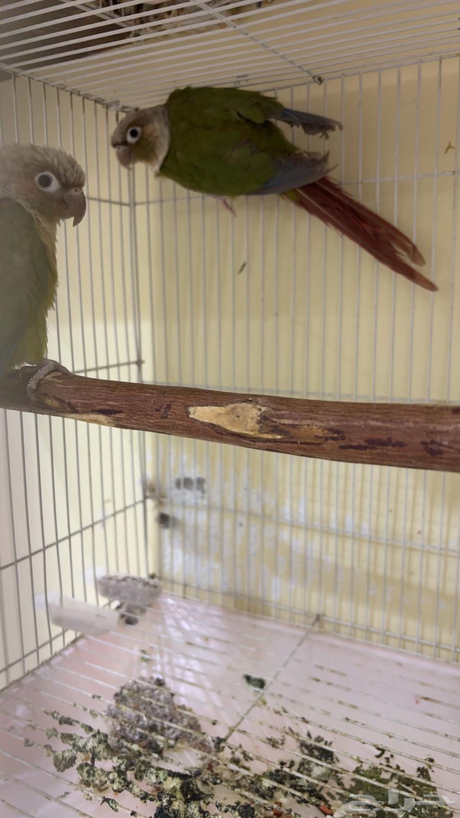 زوج كنيور64613312960897111