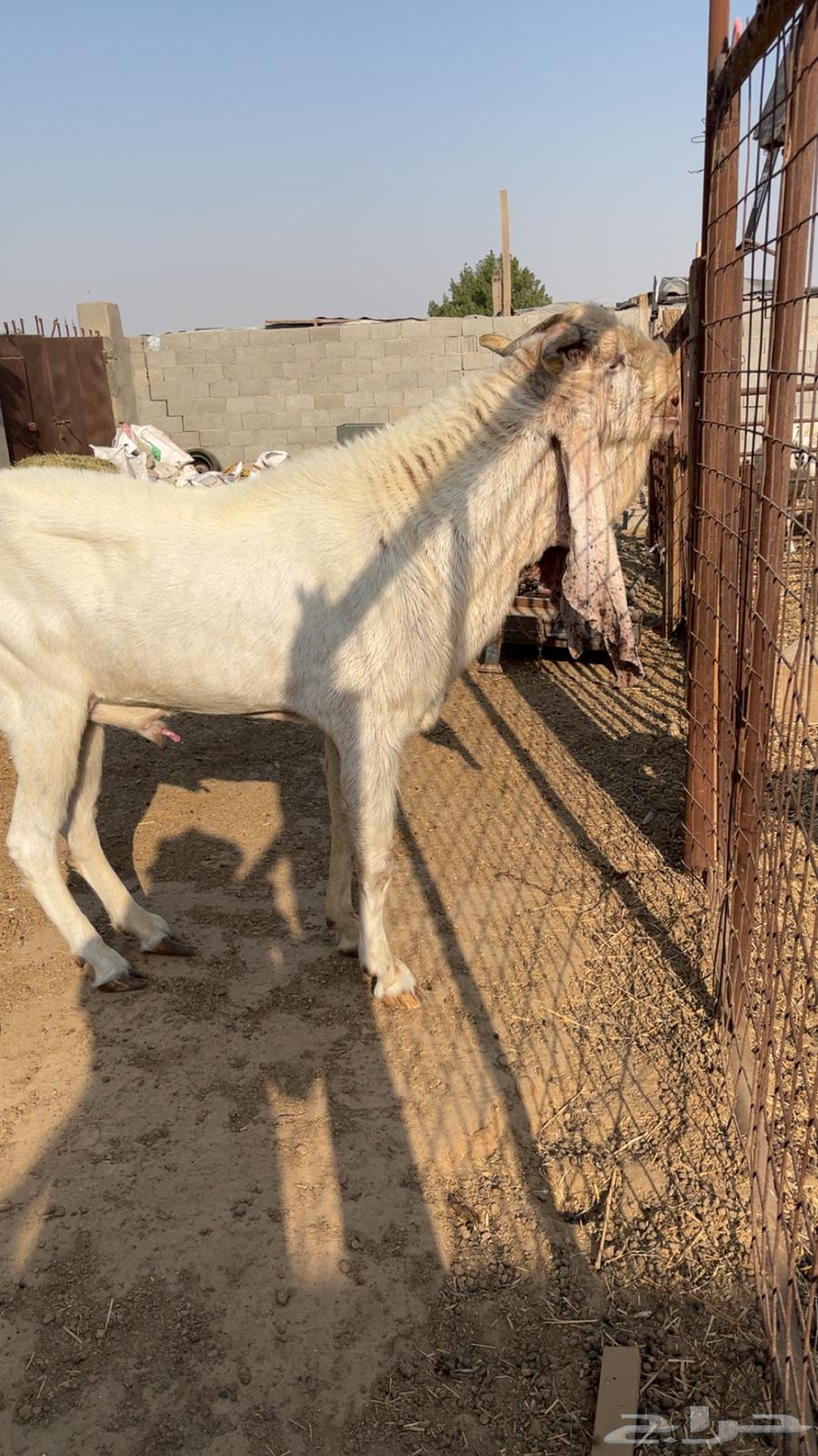 Shared Stallion: Sale Completed64611454974723112