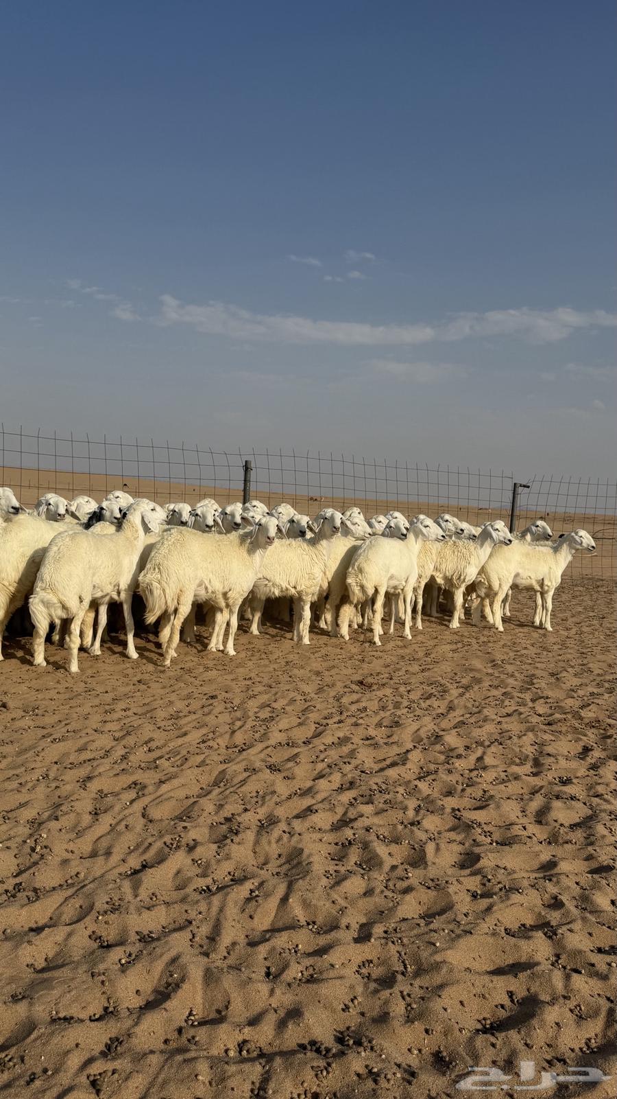 رخال جذعات منوة مدورين الزين دفيع شرط سونار64611904886659112