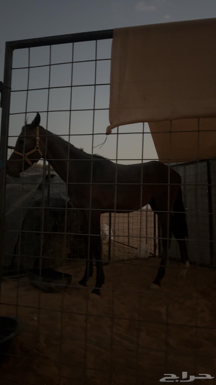 مهر عربي ابو سنه غير معسوف الدوادمي64612920255617112