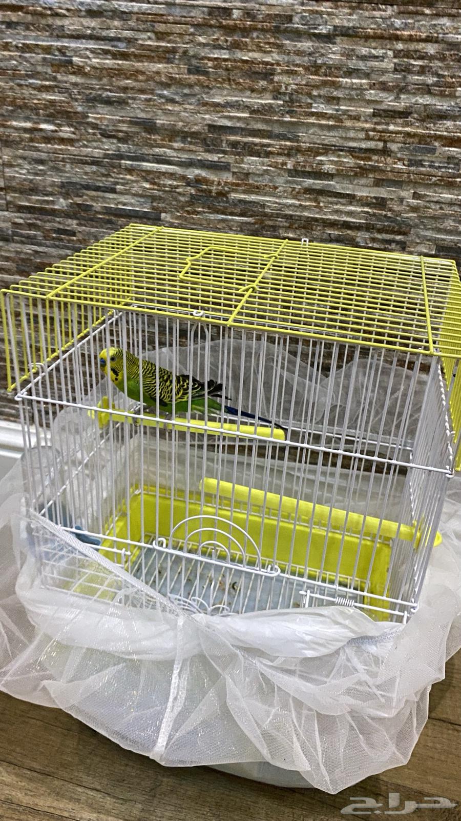 للبيع عصفور64614322618753111