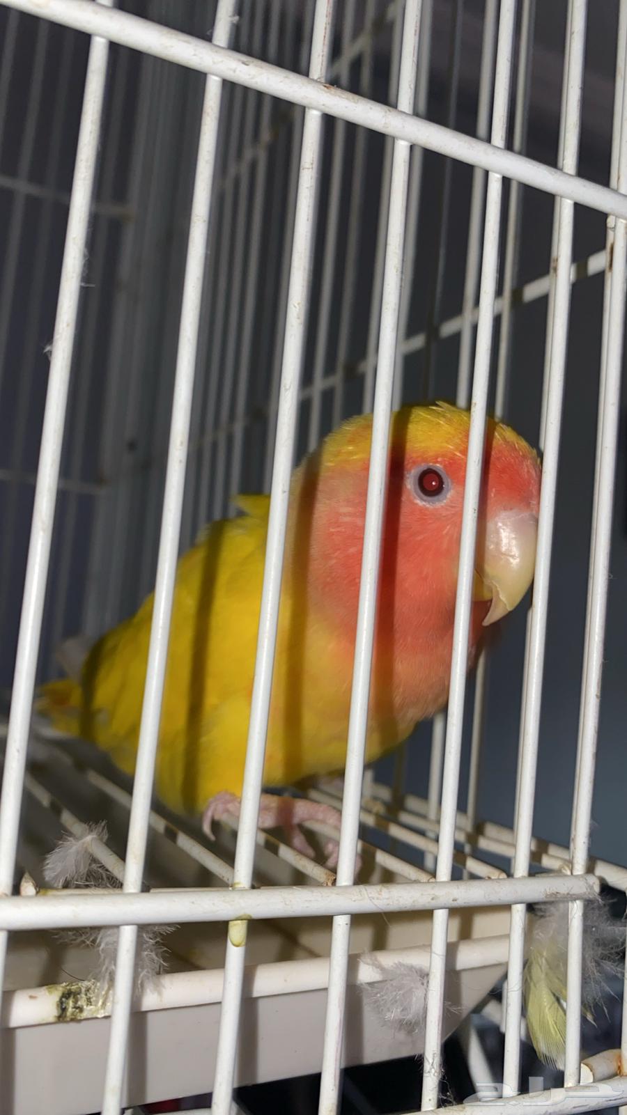 Day64615189152513110