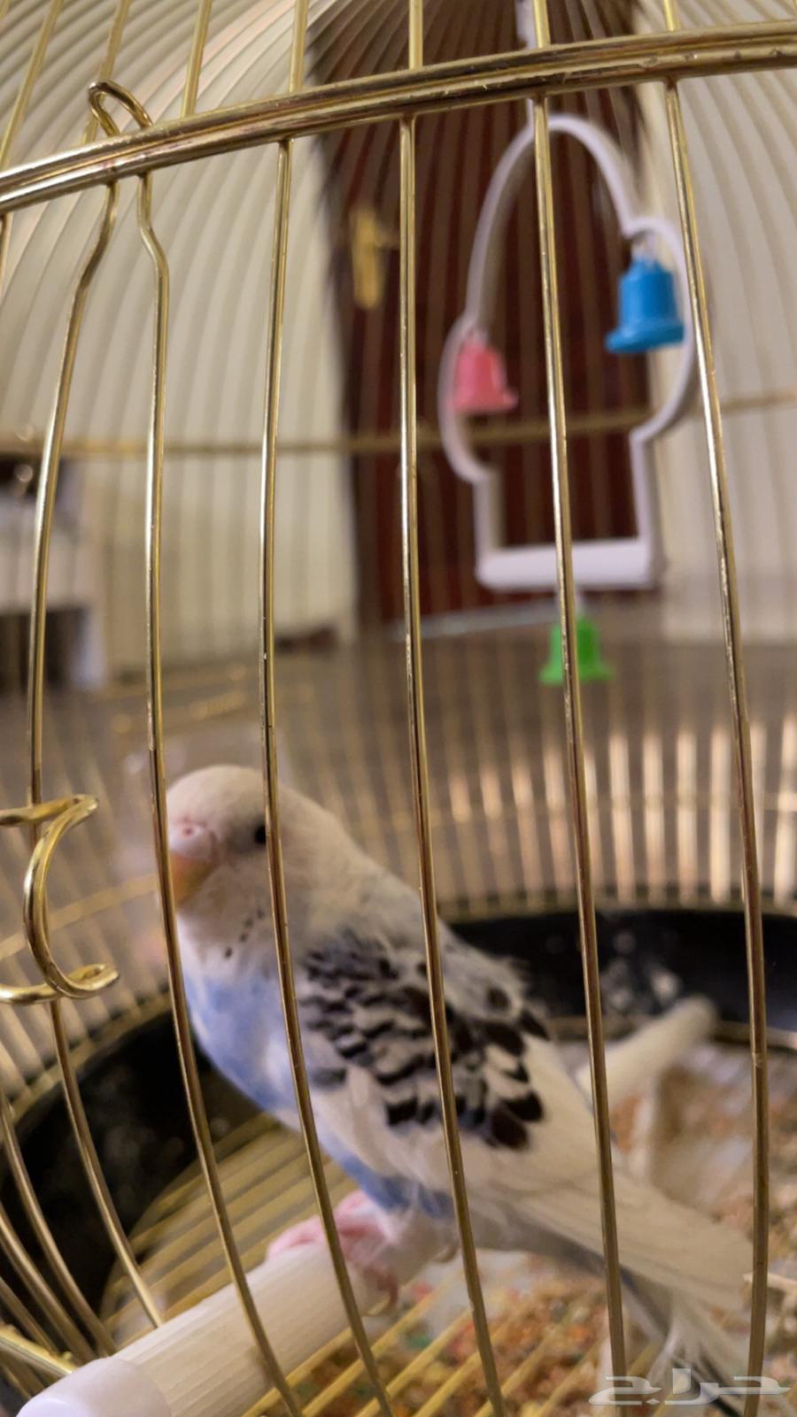 Bird for sale with cage..64610654235649110