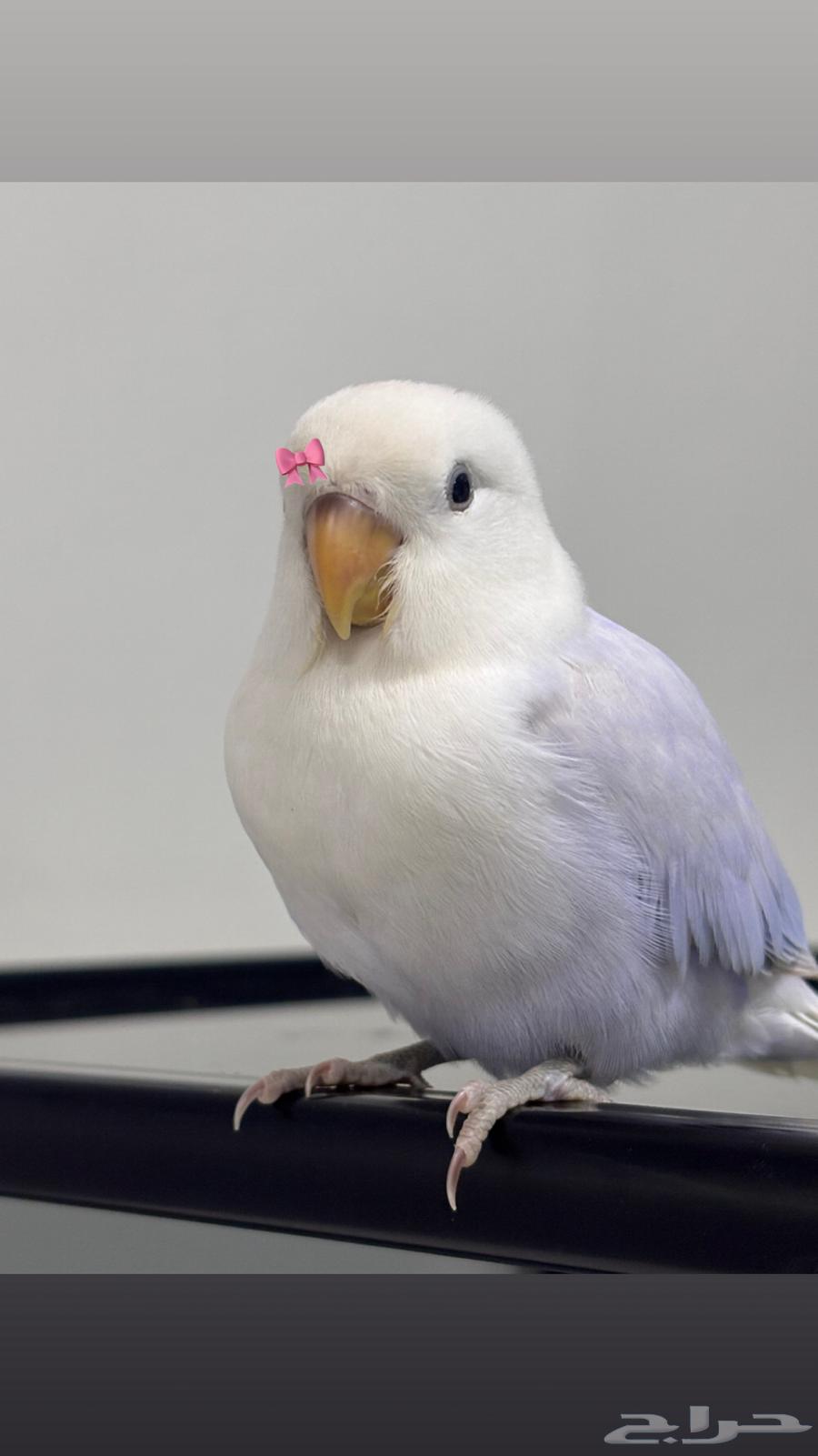 طير الروز64607060282754111