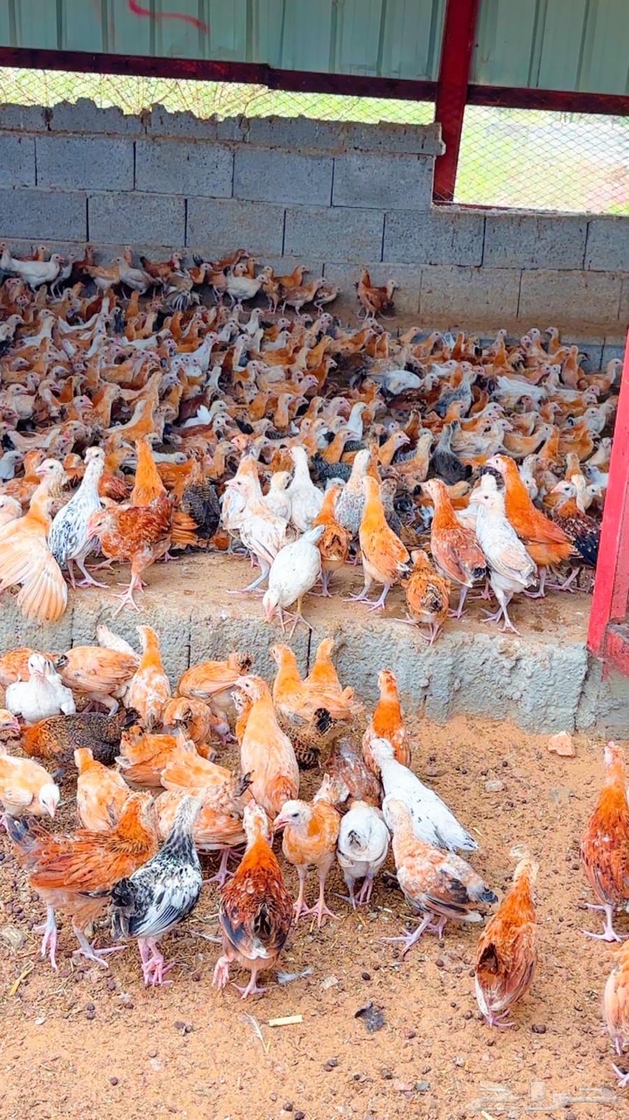 صوص للبيع64609797236098113