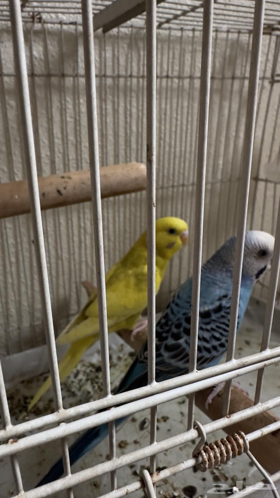 طيور بادجي64609710541569113