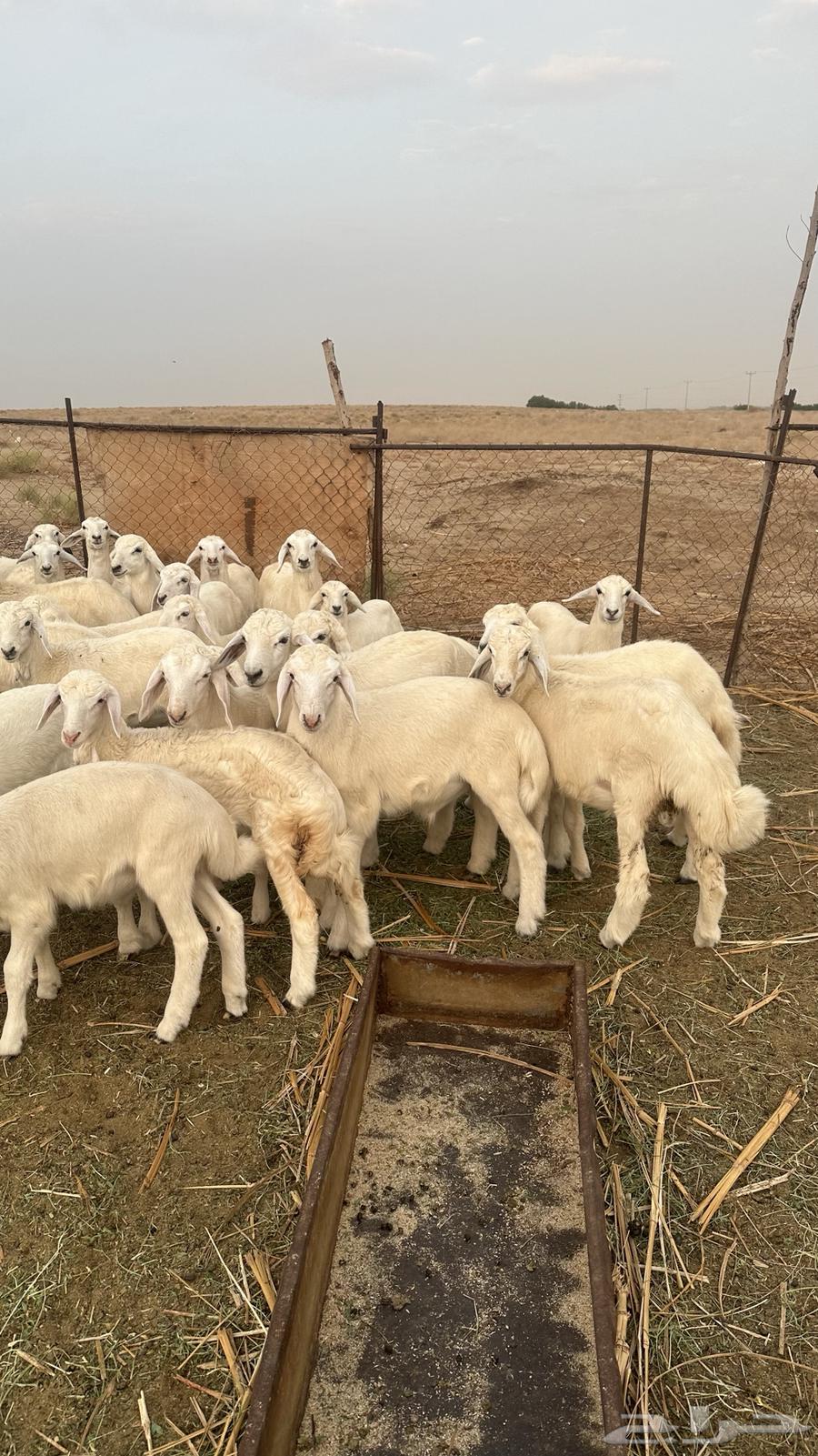 بهم تربية القنفذة64614360020483113