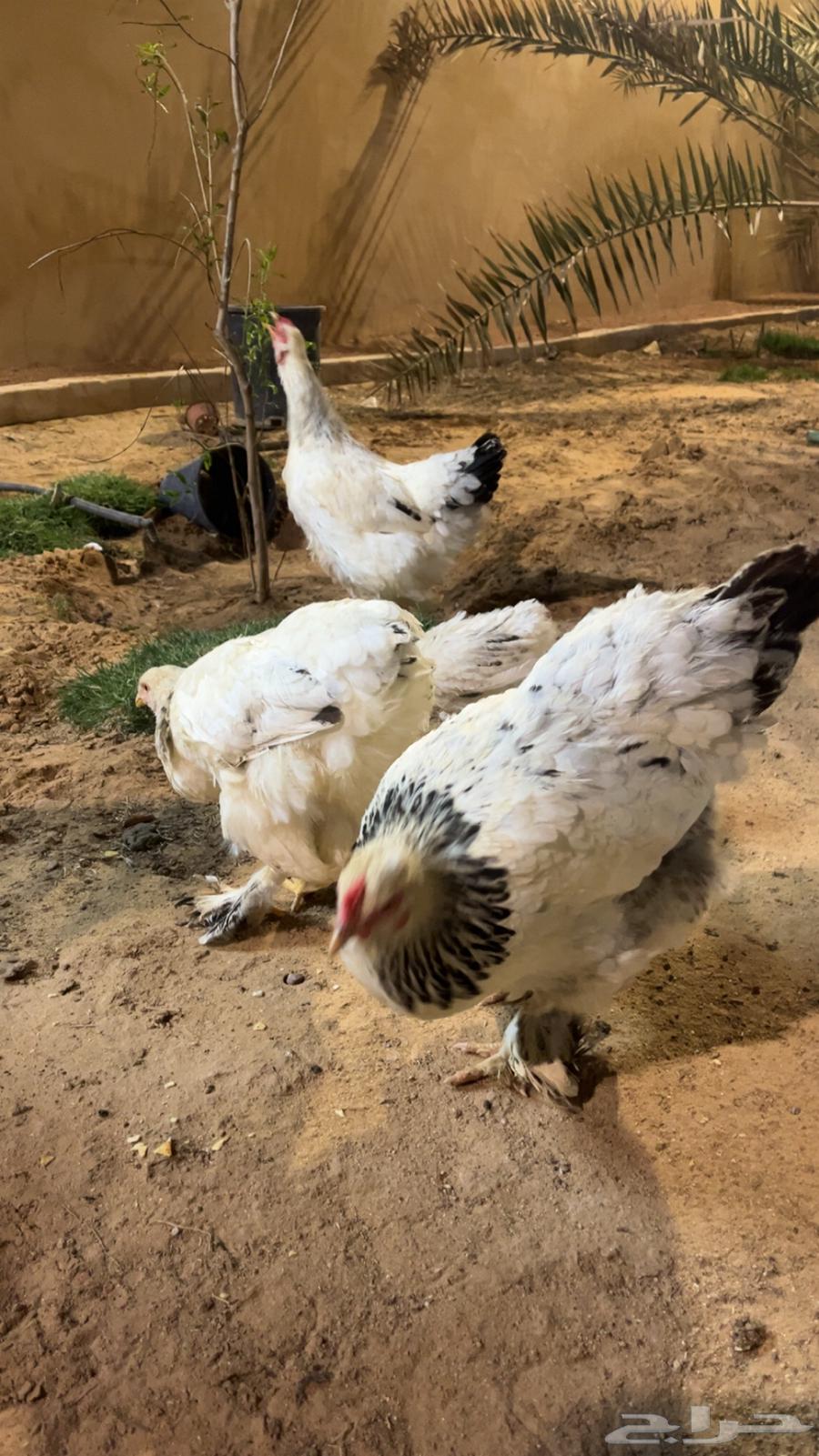 ديك ودجاج براهما64613043544577111