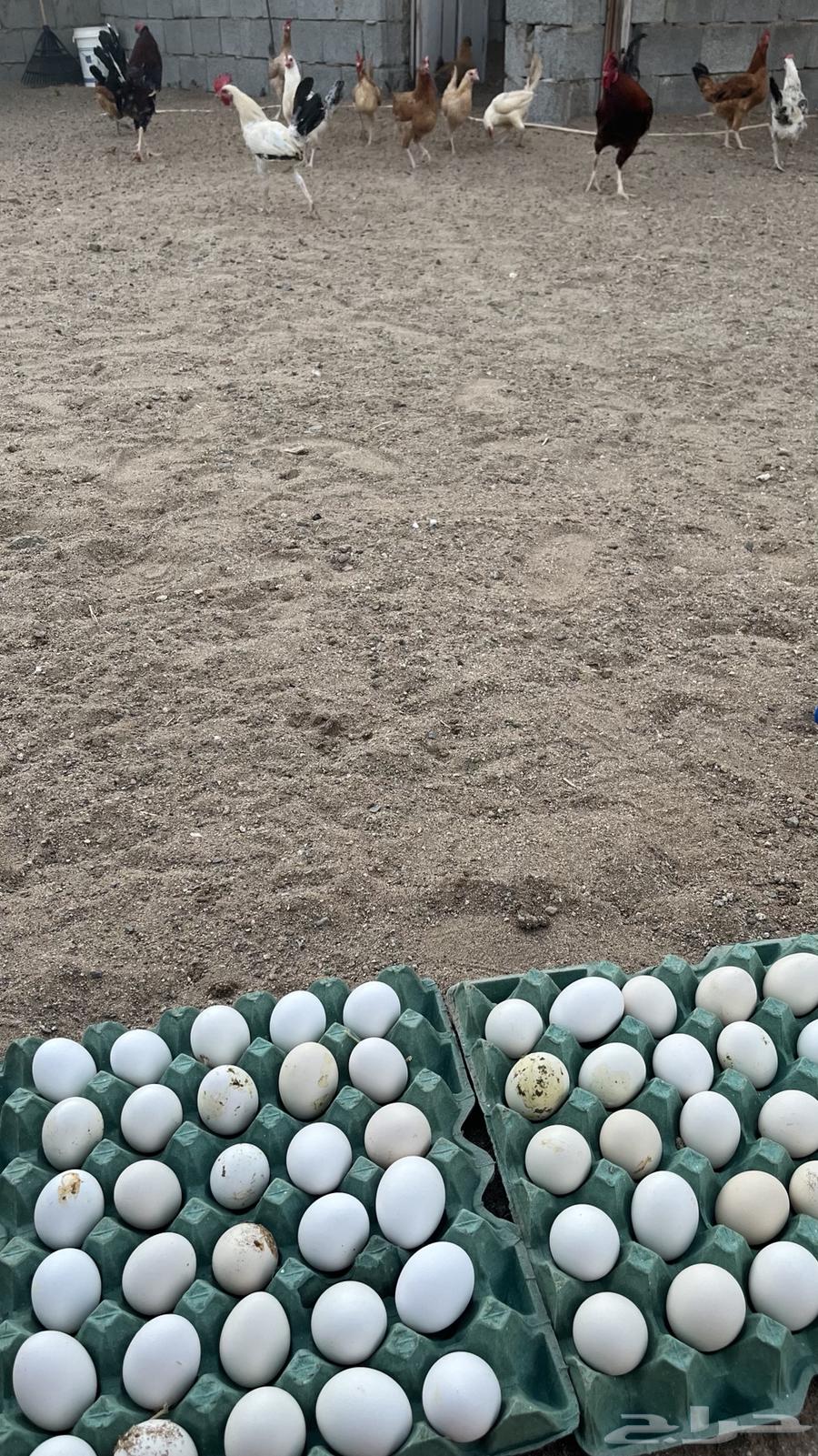 بيض مخصب64612785711107111