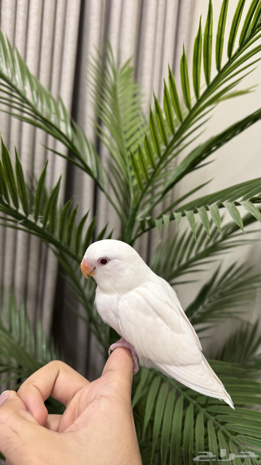 فرخ روز مفطوم وهدد داخلي للبيع64611804395393113