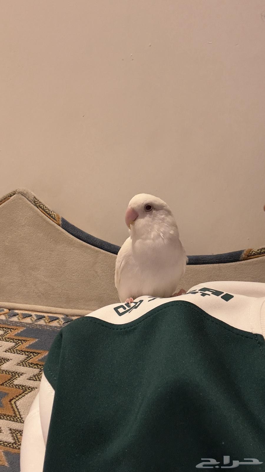 روز البينو اليف مجنون64607719405698110