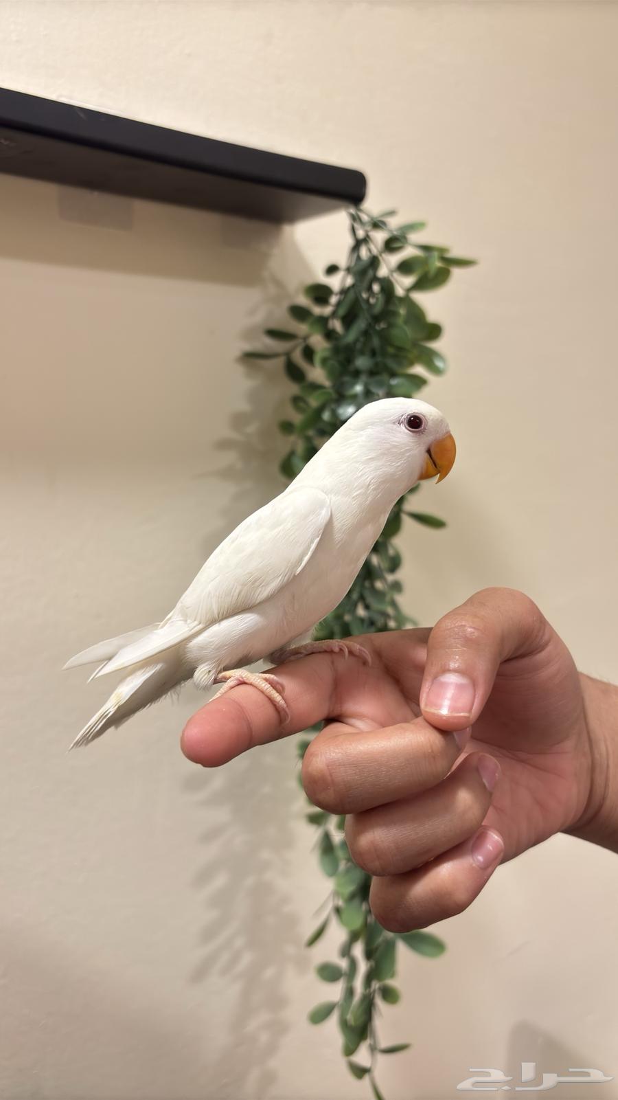 (Sold) Pino Hen, Tame (Weaned)64607756637571113