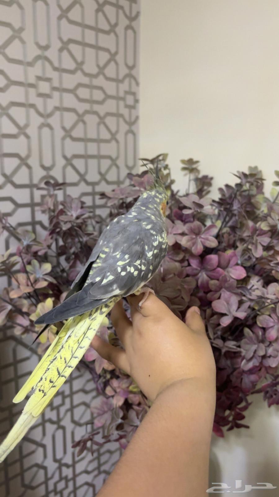 طير كروان اليف جدا (تم البيع)64610268963842112