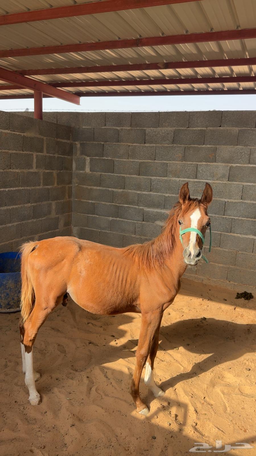 فرس شعبية تحتها مهر64607582350210111