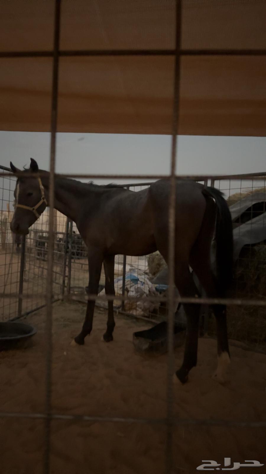 مهر عربي ابو سنه غير معسوف الدوادمي64612920255617114