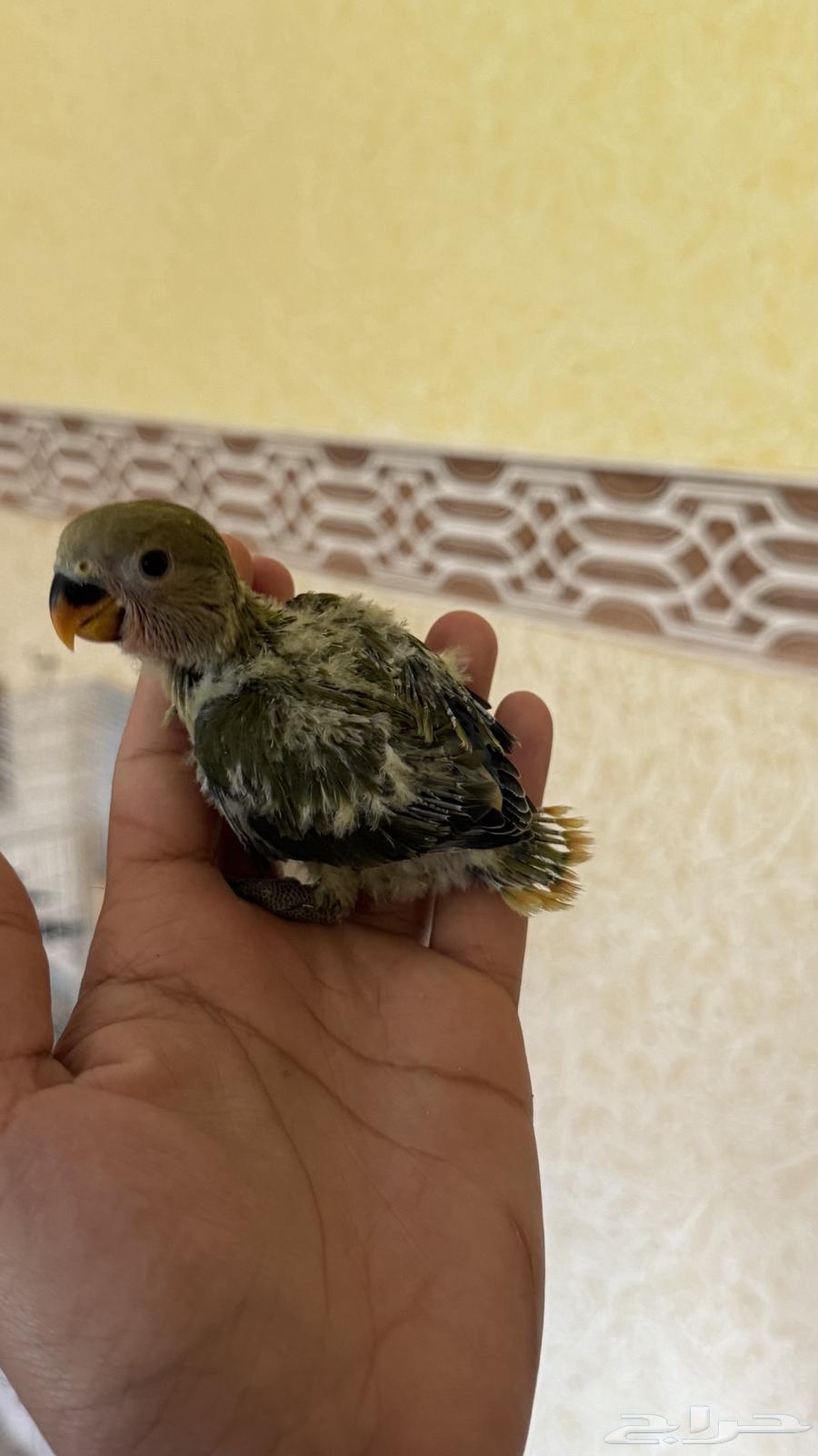 للبيع فرخين روز64607582357249112