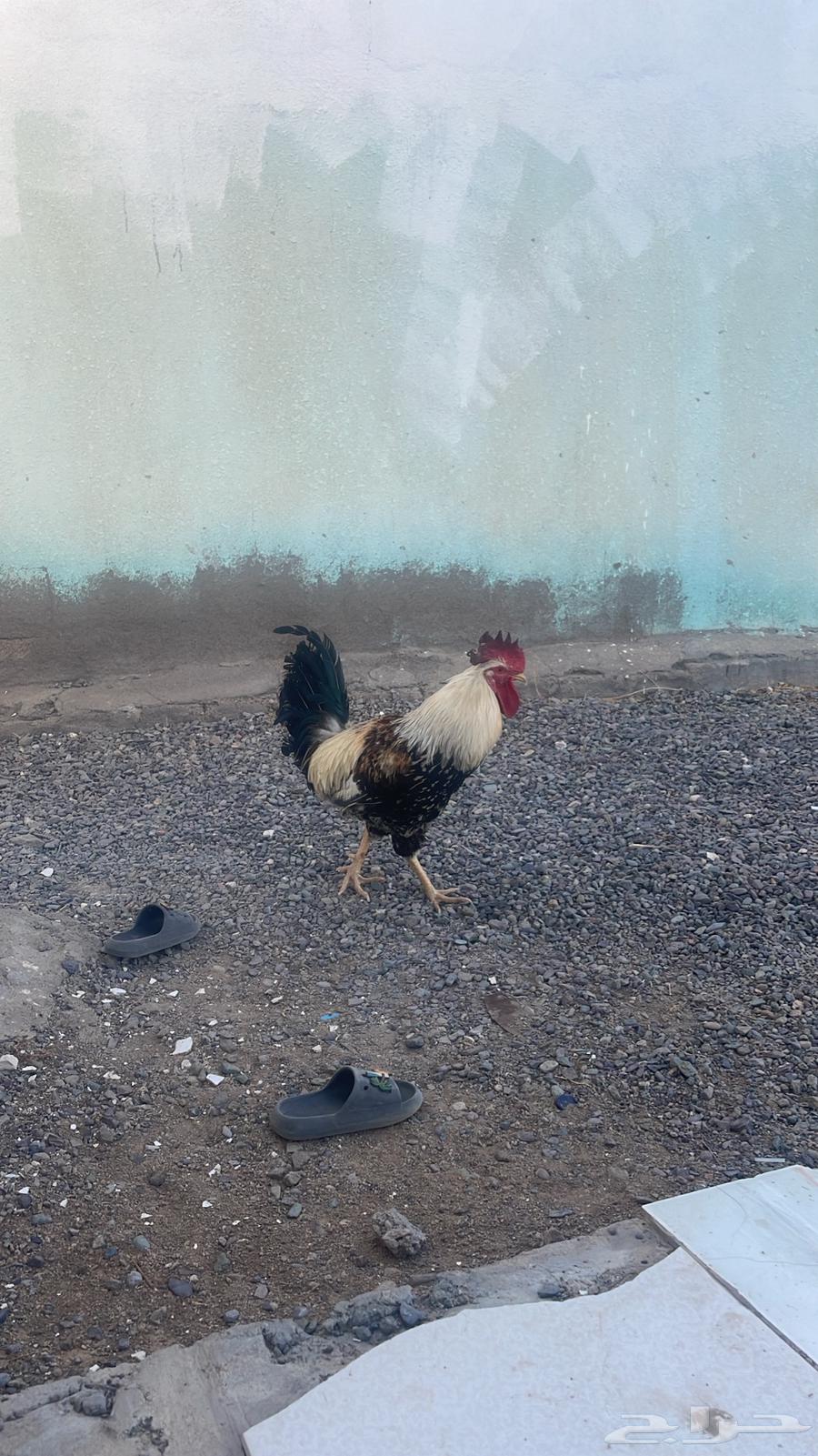 ديك بلدي اصيل شوكي64609125631361110