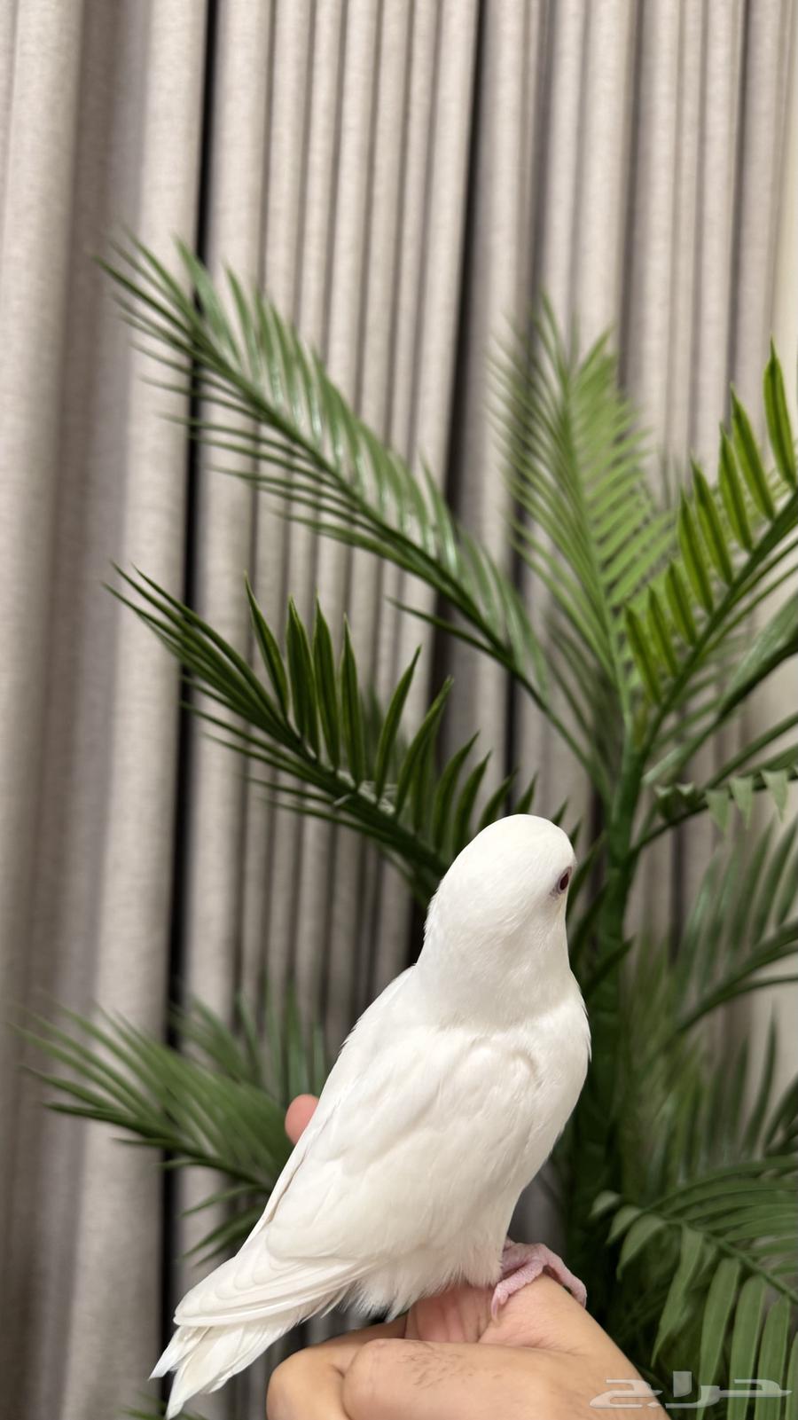 فرخ روز مفطوم وهدد داخلي للبيع64611804395393111