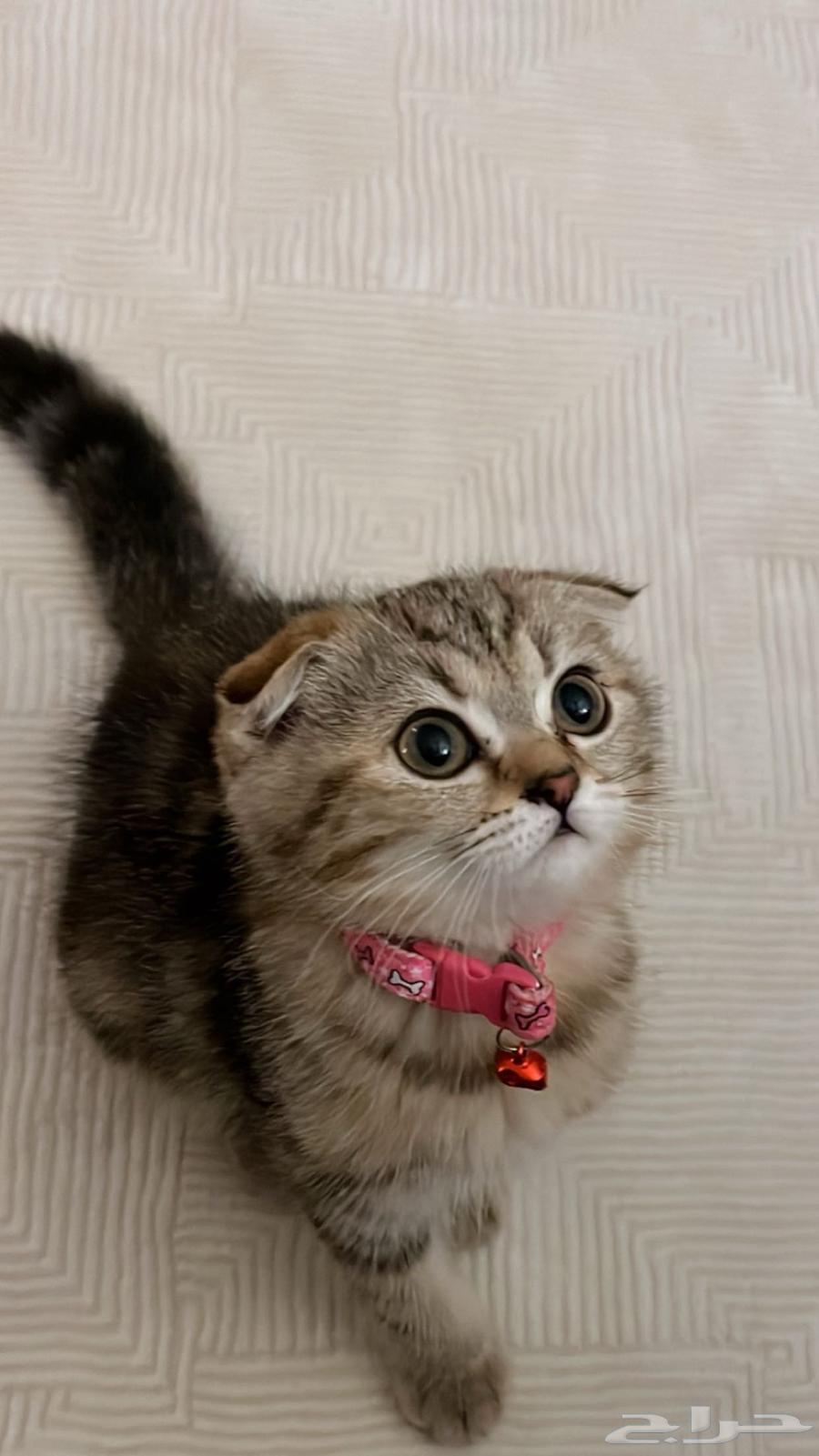 Scottish Cat64616017686402110