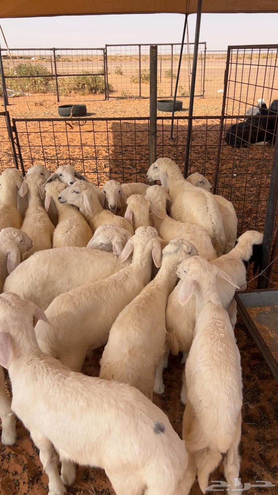 بهم حري العدد 25 منصوفه(بيعت)64607681402753111