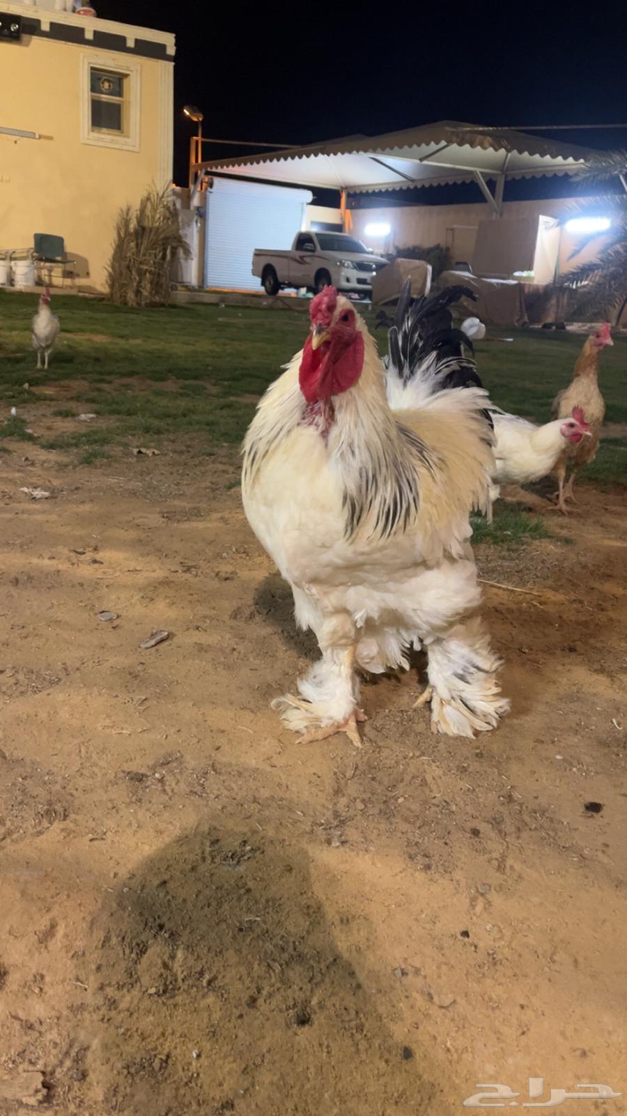 ديك ودجاج براهما64613043544577110