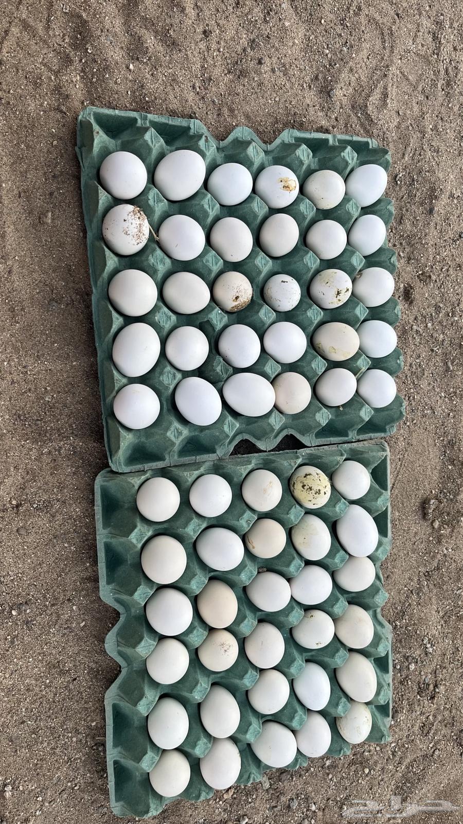 بيض مخصب64612785711107110