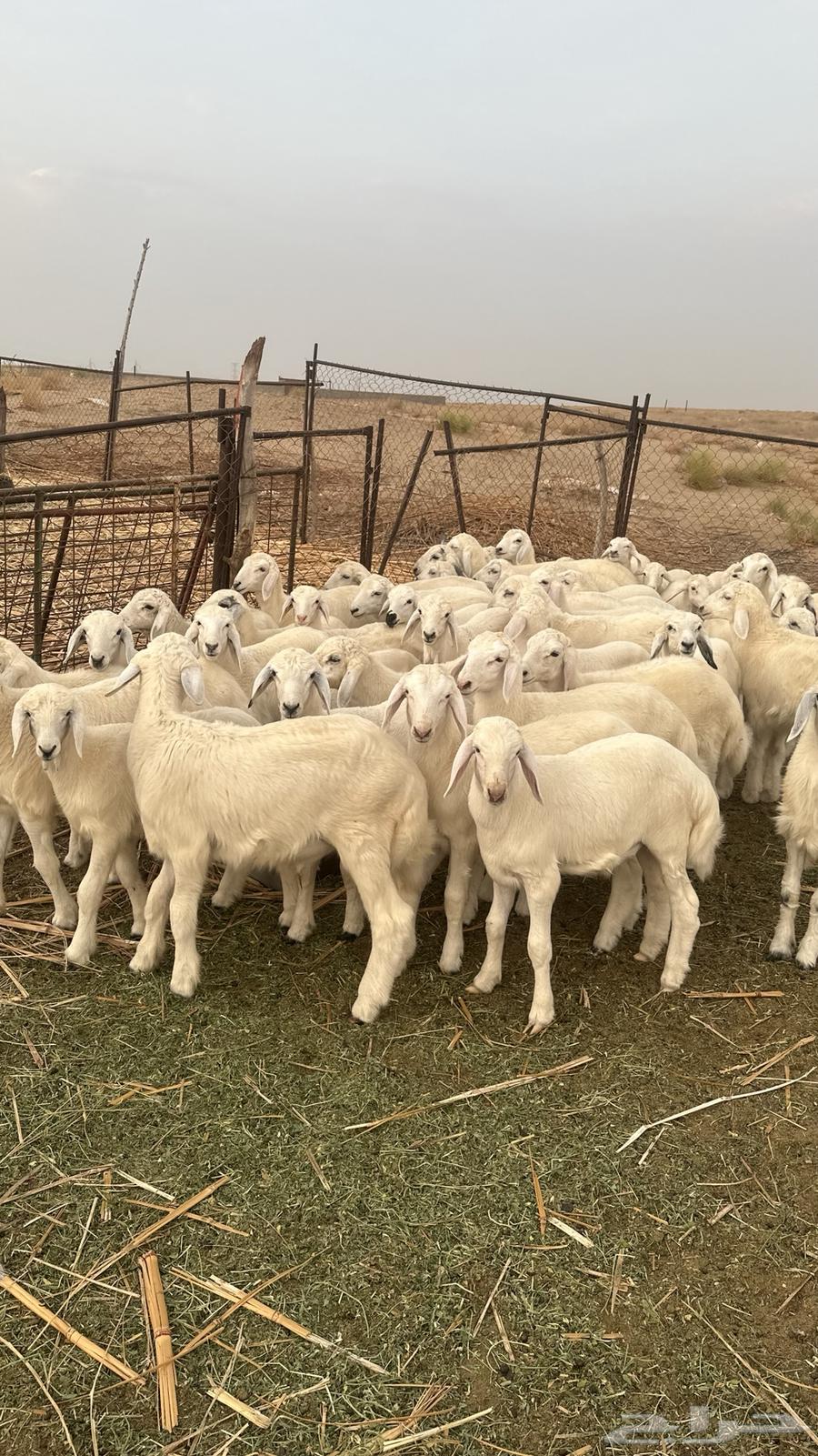 بهم تربية القنفذة64614360020483112