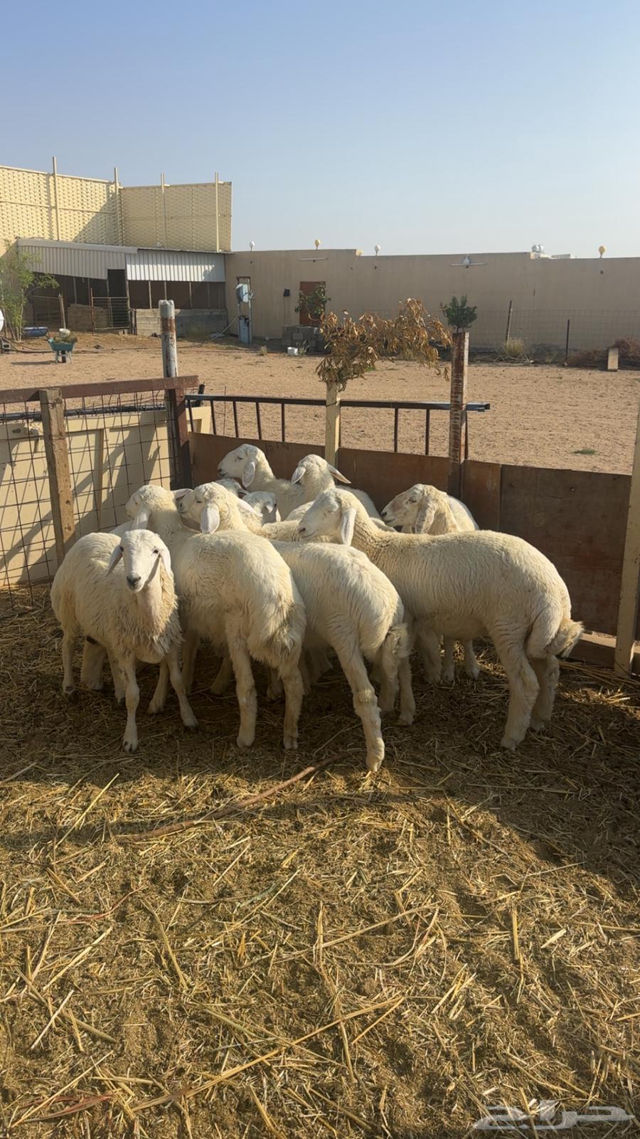 Talian64607719398017112