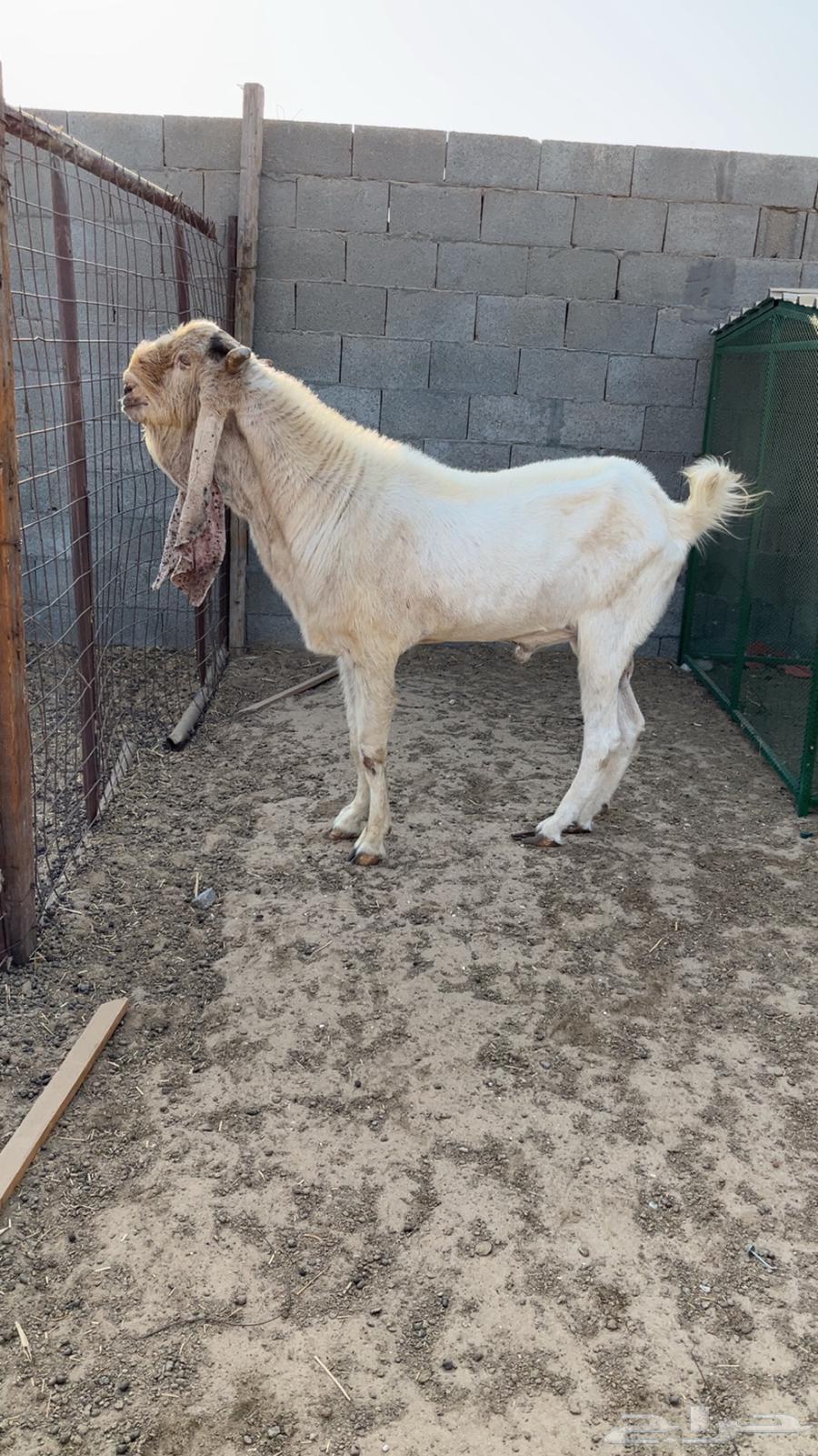 Shared Stallion: Sale Completed64611454974723110