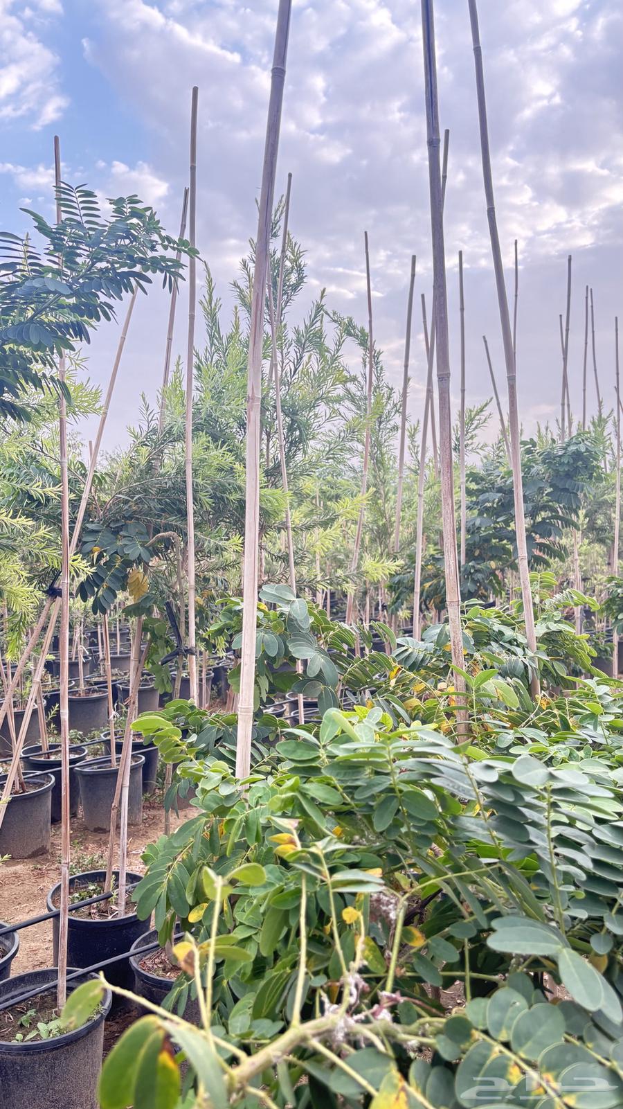 Seedlings64609710612099112