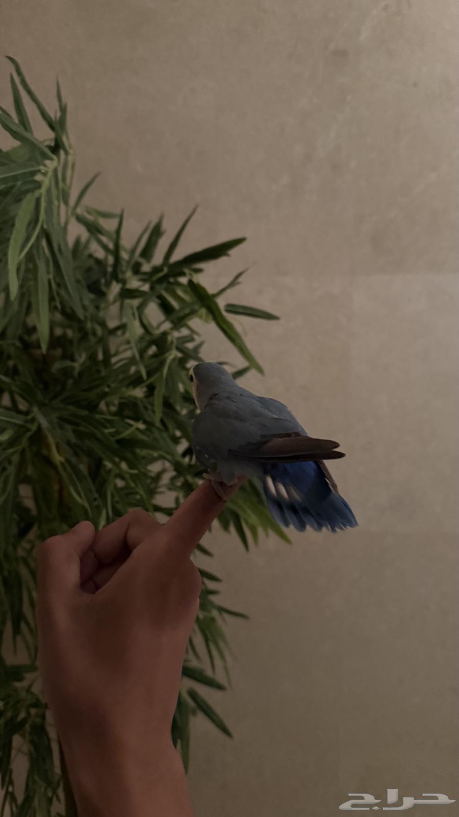 روز اليف جدا64607023168386112