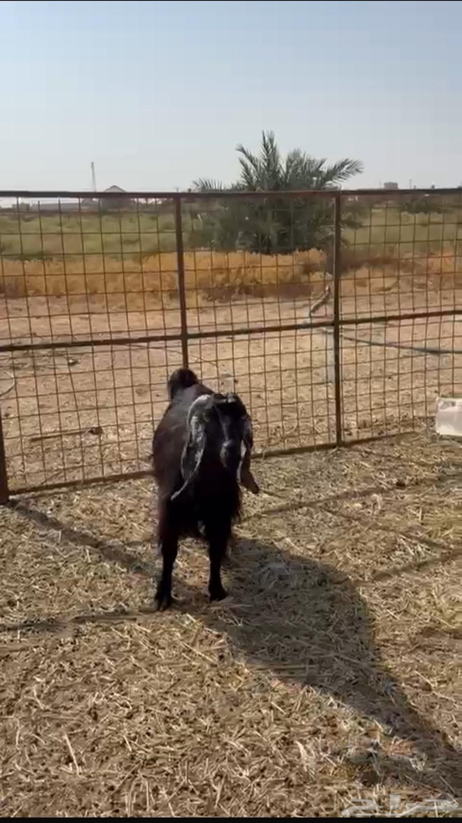 للبيع عنز مضرع64614966987907110