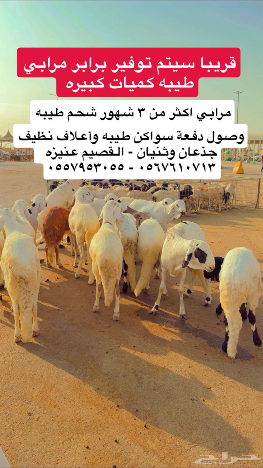 سواكن - رفيدي - حري - نعيمي - نجدي مرابي طيبه64615103342593110