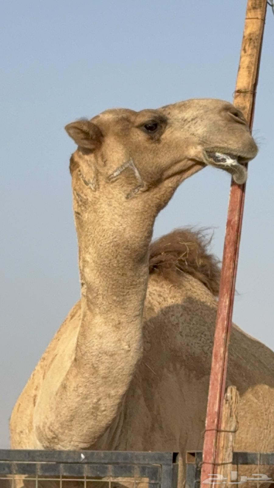 للبيع بعير فحل ثني مشروطه ولد غرنوق المعروف64614347530881113