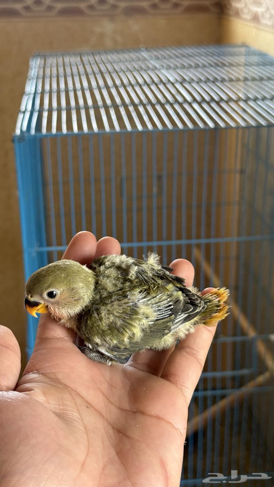 للبيع فرخين روز64607582357249111