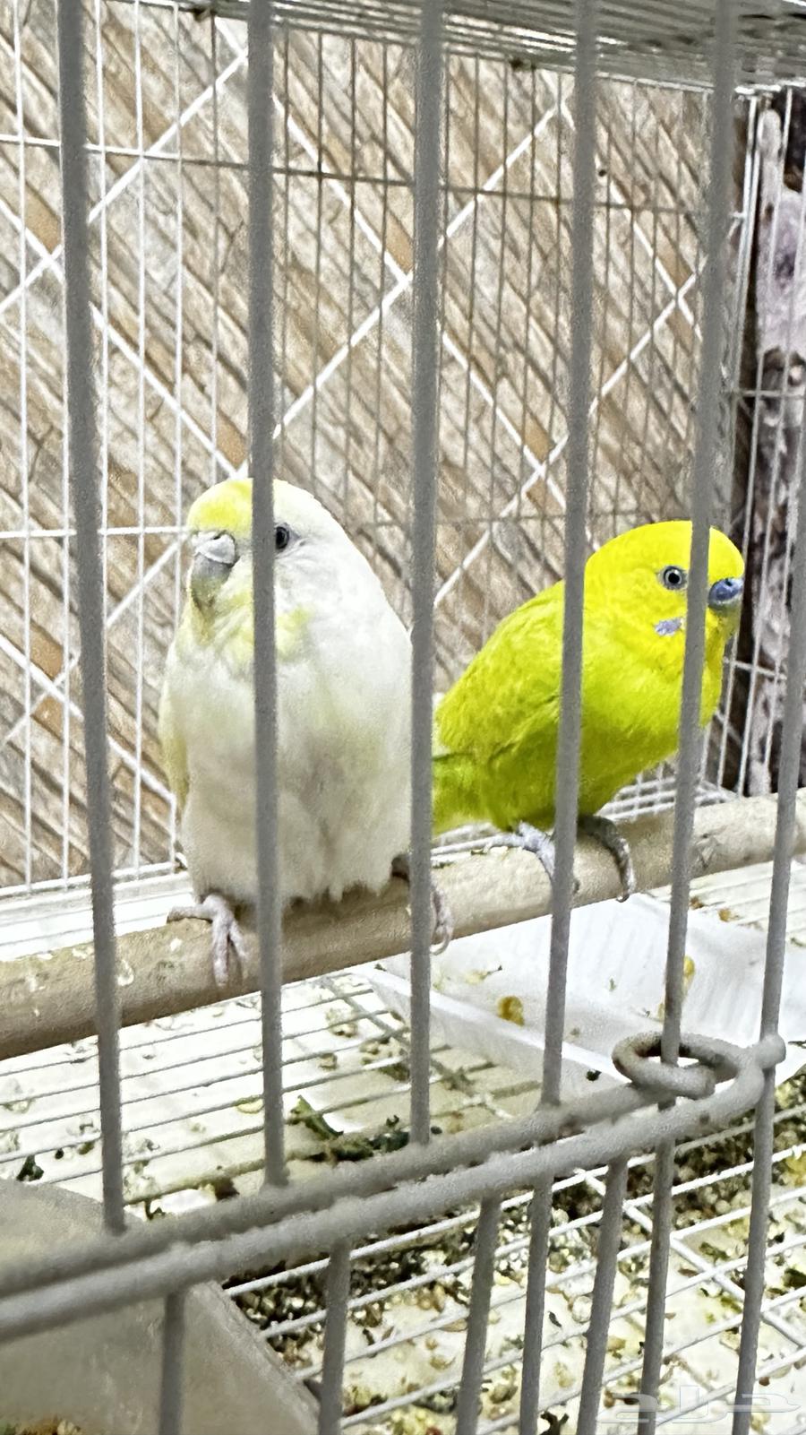 جوز انتاج بادجي64615016604803111