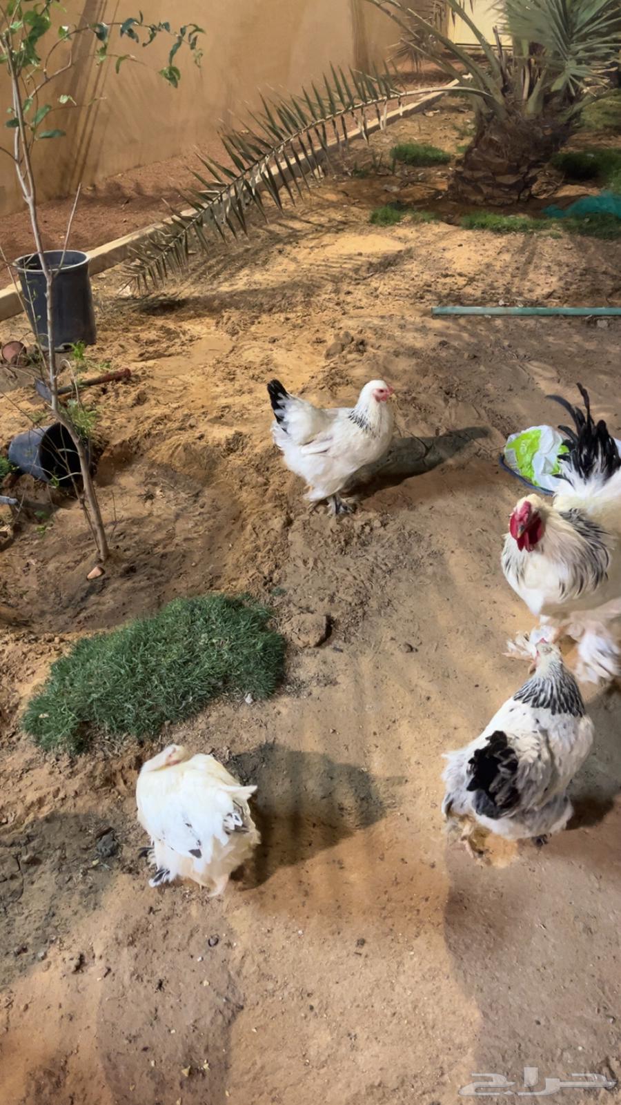 ديك ودجاج براهما64613043544577112