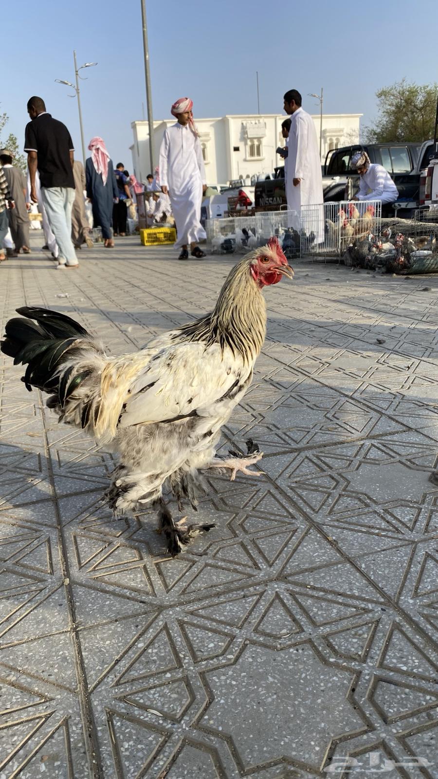 للبيع ديك براهما شرط64607520721539111