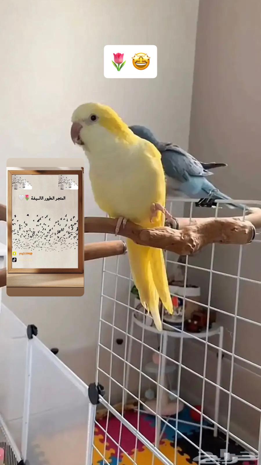 فندق طيور المتجر الطيور الاليفة64611380285442112