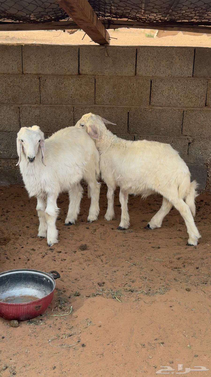 طلي للبيع64611842032386111