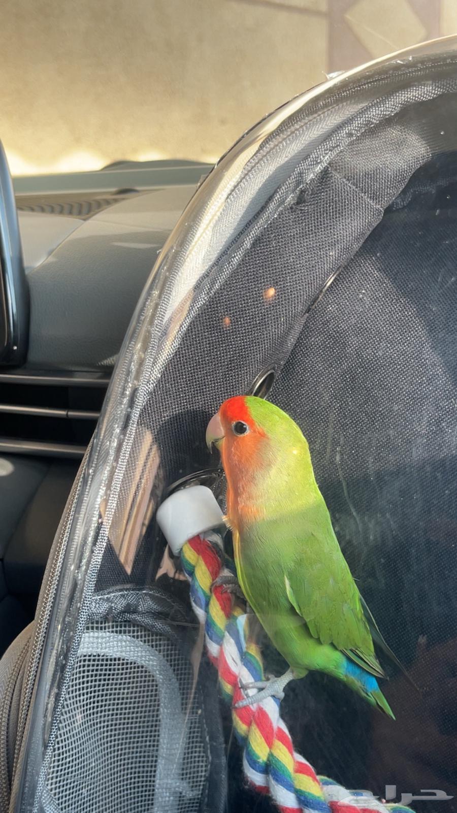 روز ذكر للبيع مستعجل ( انباع )64611067327361111