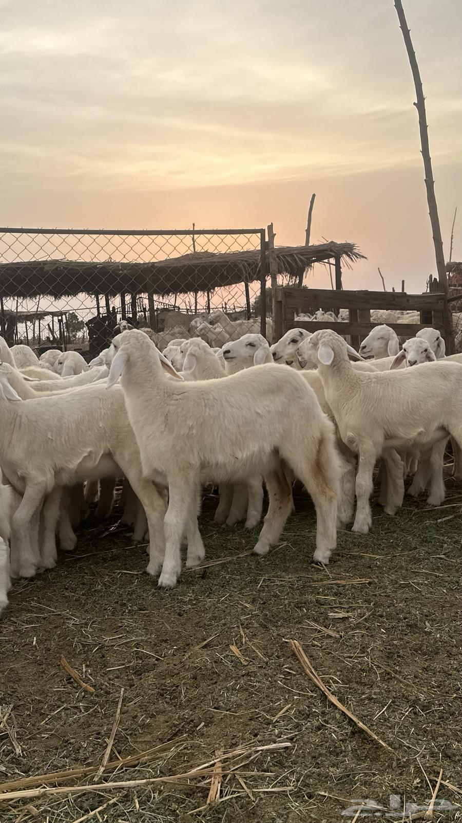 بهم تربية القنفذة64614360020483110