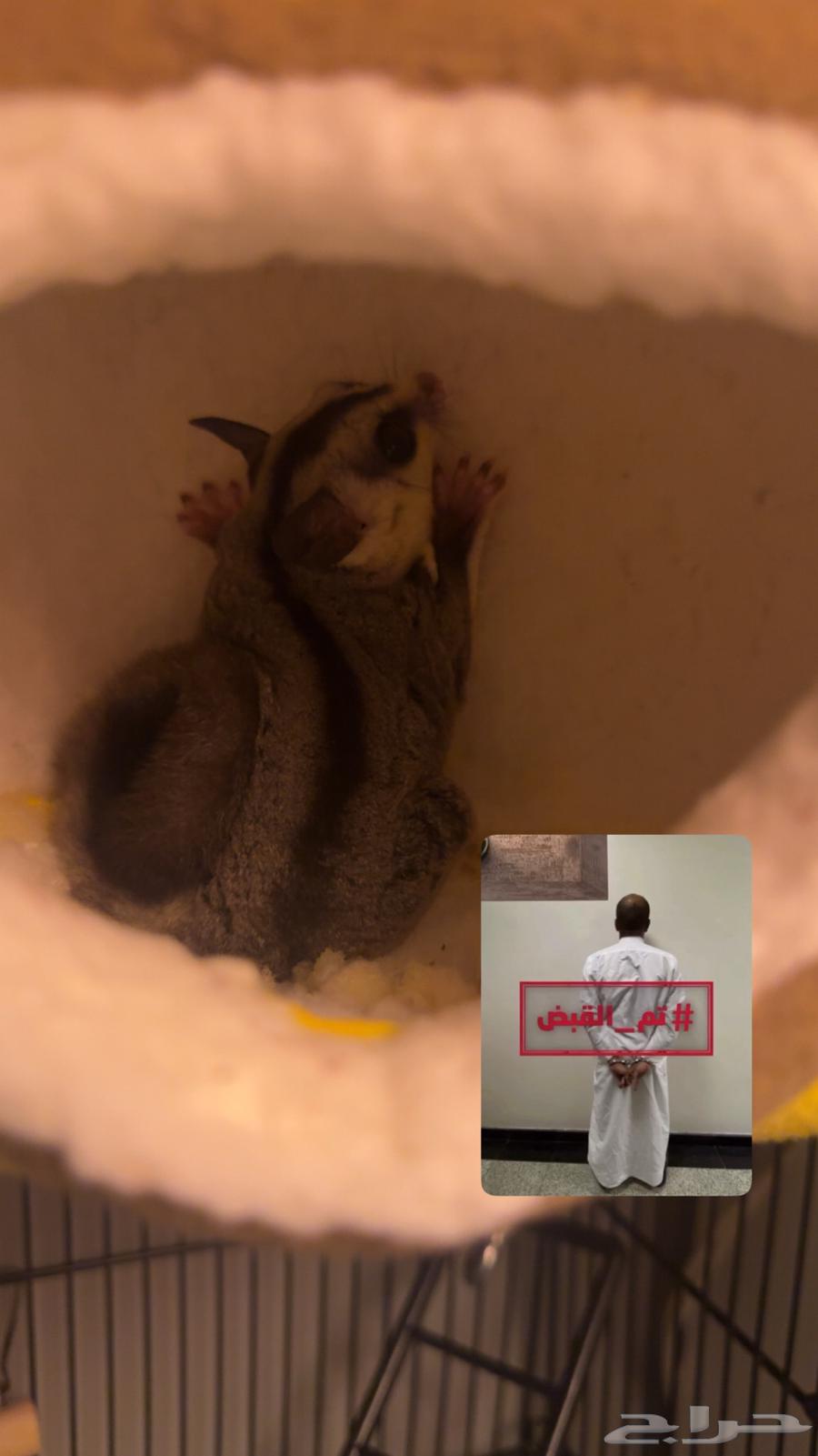 شوقر قلايدر او سنجاب طائر64607134846977111