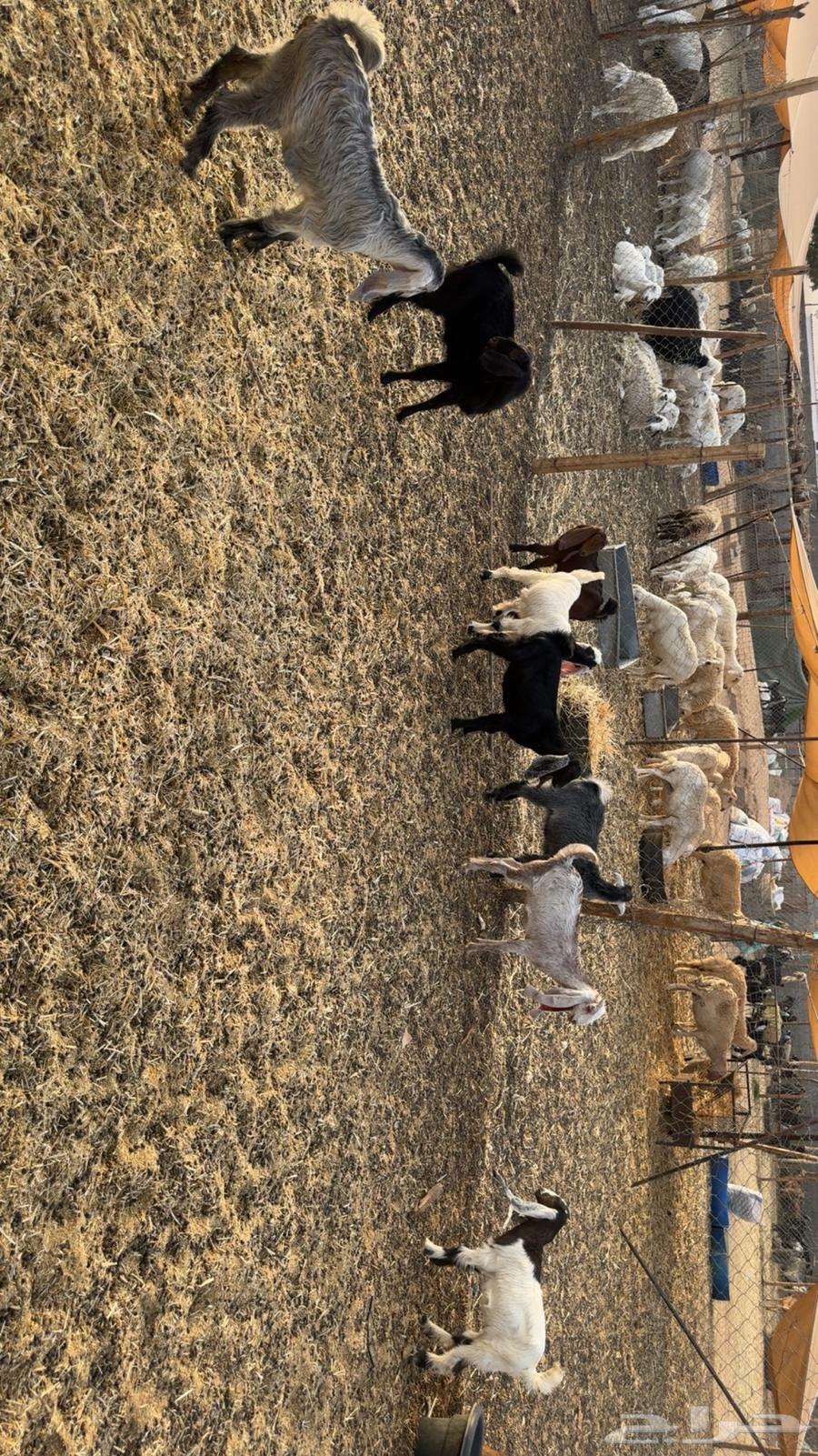 Tios and Jifar Breeding64615992933122111