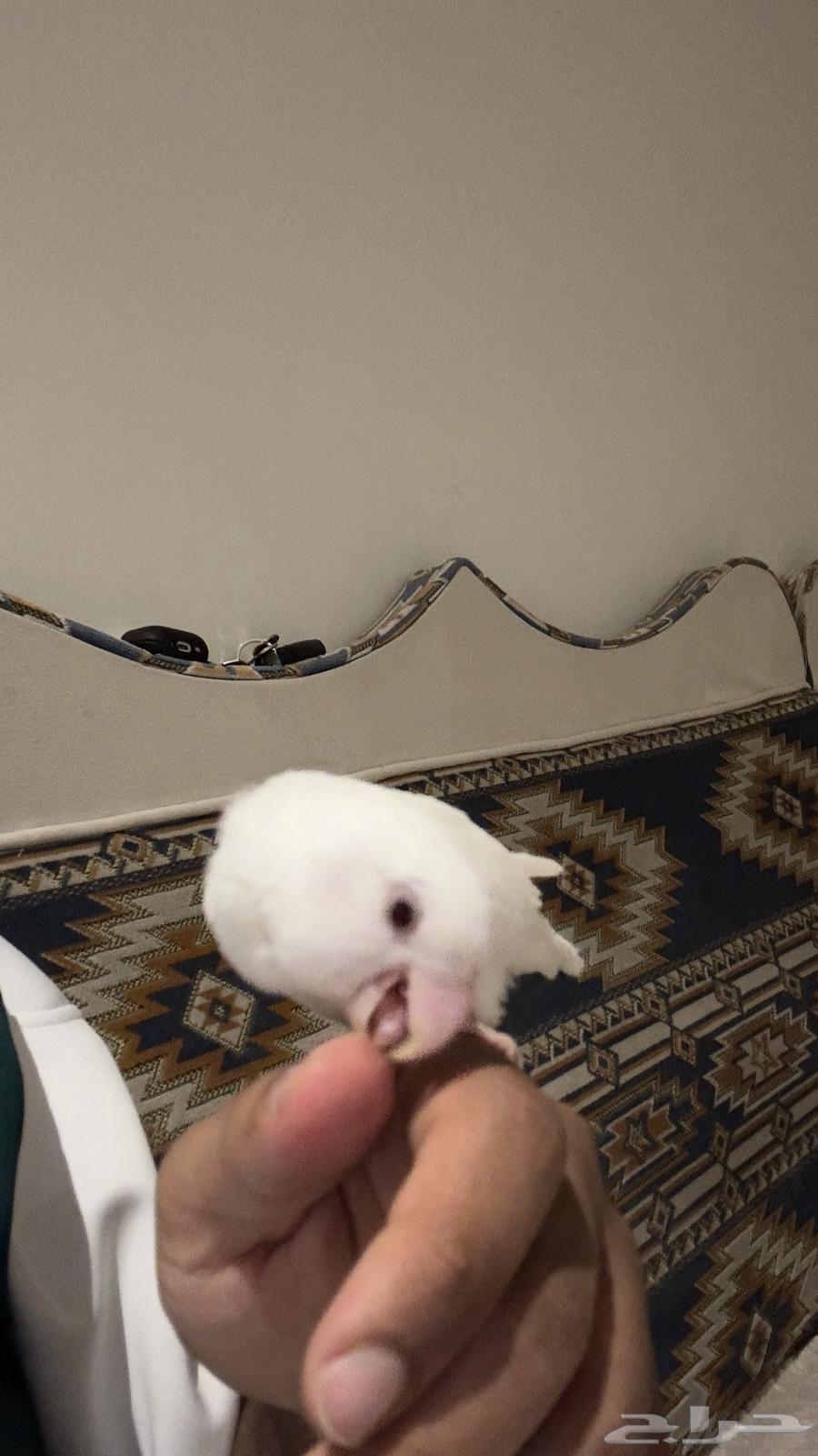 روز البينو اليف مجنون64607719405698114