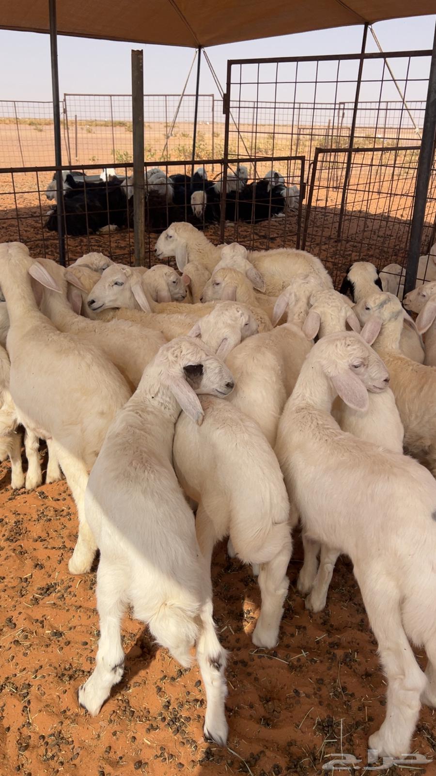 بهم حري العدد 25 منصوفه(بيعت)64607681402753110