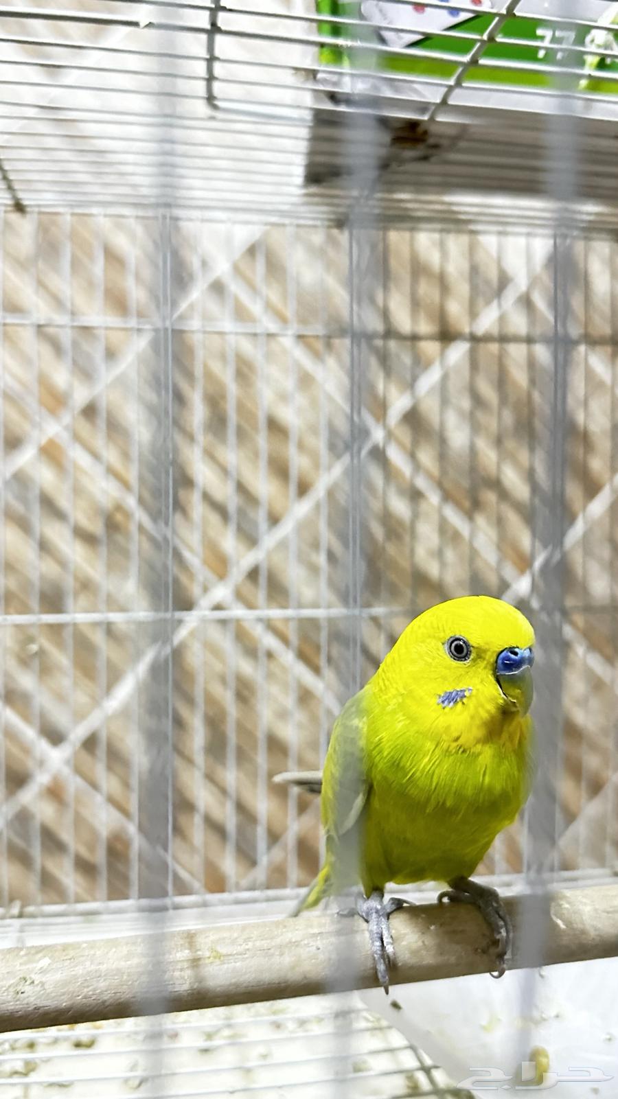 جوز انتاج بادجي64615016604803112